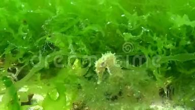 短吻海马海马在藻类中游动。